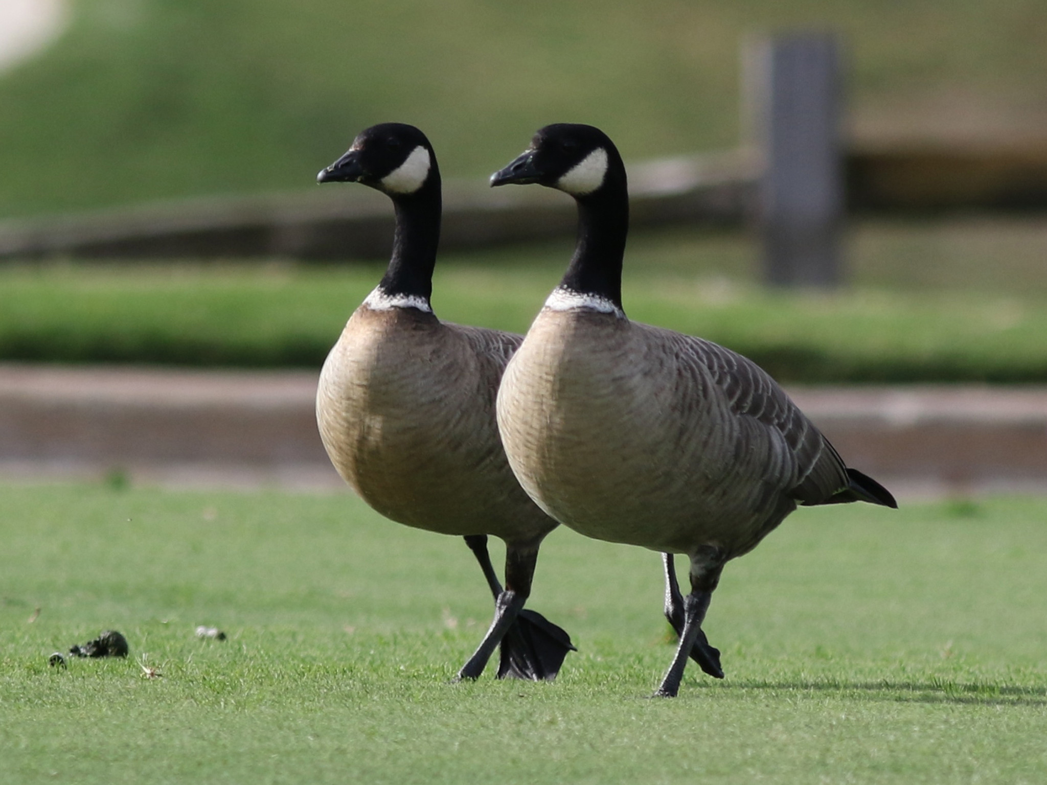 gewestelijk-niveau-uitgebreid-watervogelenpark